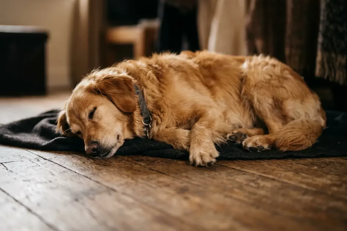 Hundefreundliche Ferienwohnung