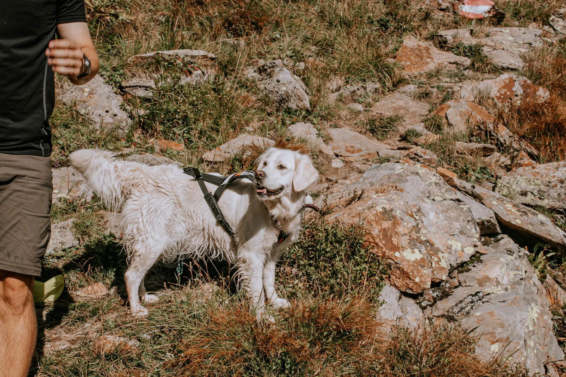 Wanderurlaub mit Hund
